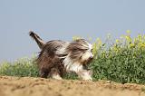 BEARDED COLLIE 212